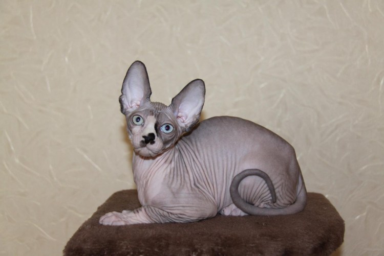 Донской сфинкс коричневый