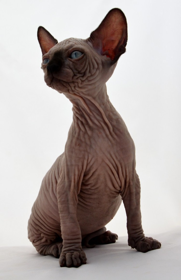 Шоколадный Донской сфинкс