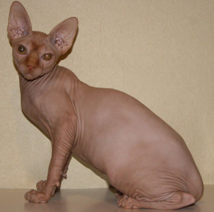 Котята Донского и канадского сфинкса