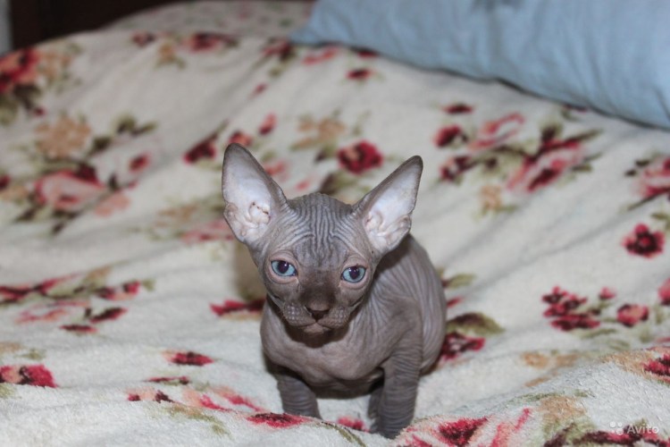 Ориентал Гавана окрас