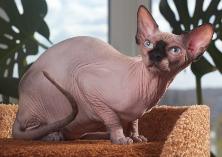 Канадский сфинкс профиль