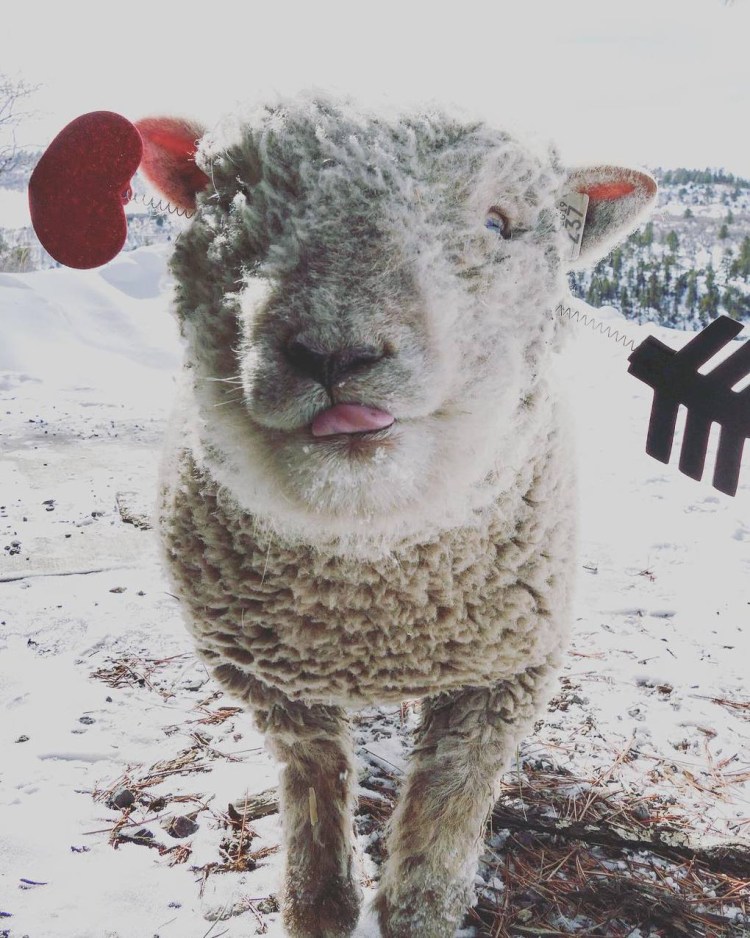 Овца смешная