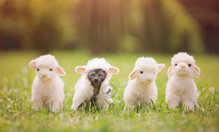 Кошки овцы Селкирк рекс