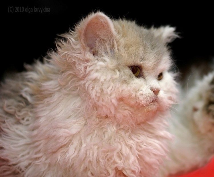 Селкирк рекс черный