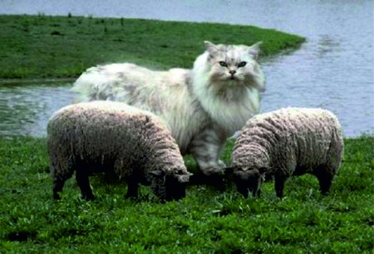 Селкирк рекс кошка