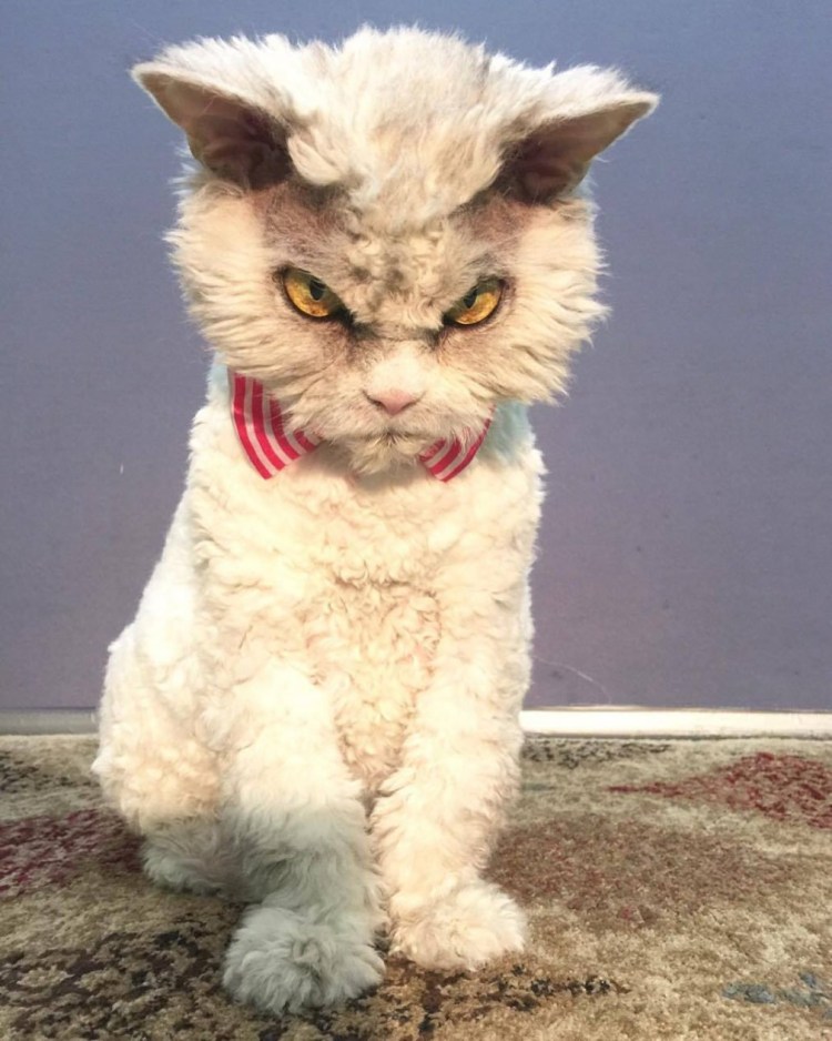 Селкирк рекс короткошерстный