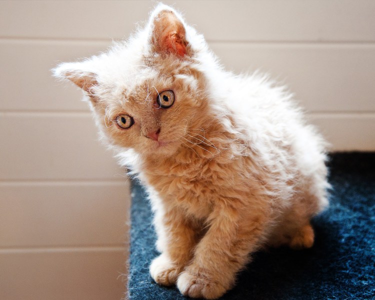 Селкирк рекс длинношерстный