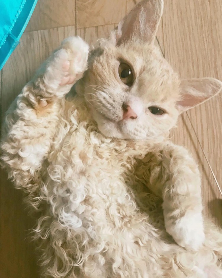 Милые кудрявые котики