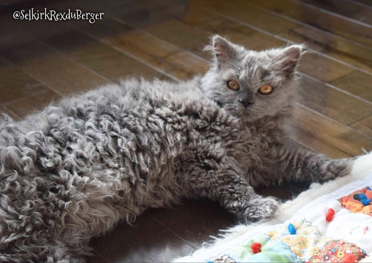 Кот овца порода