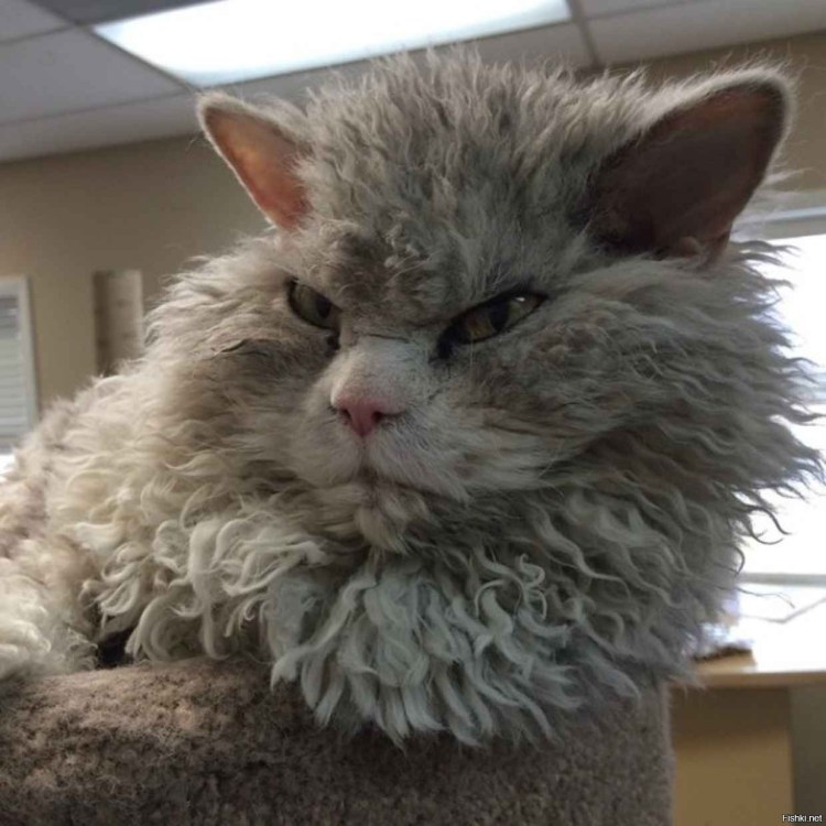 Милые котята в костюмах