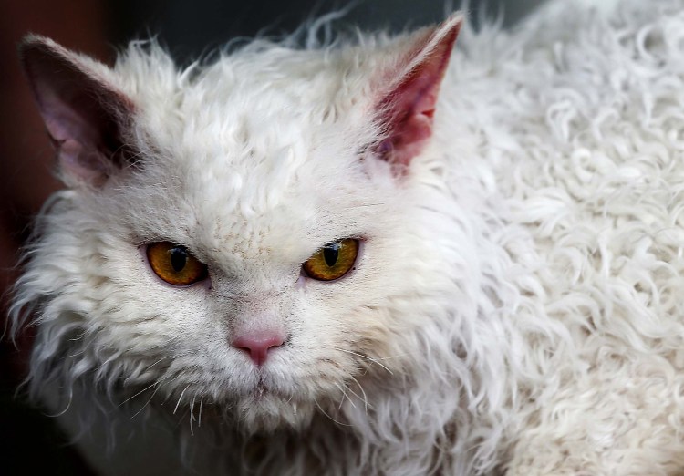 Коты Селкирк рекс