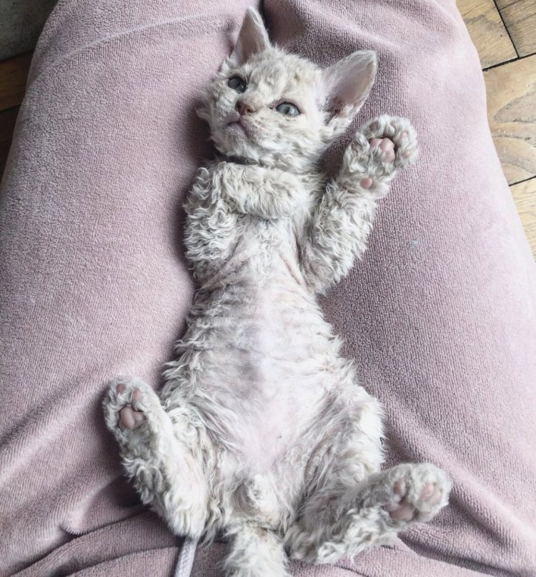 Кот Селкирк рекс