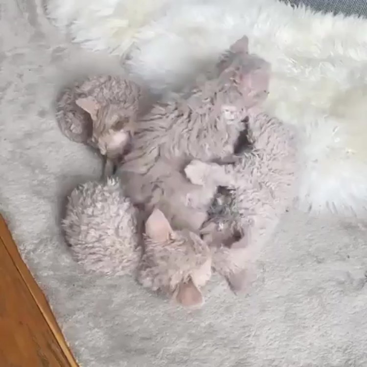 Порода Селкирк рекс