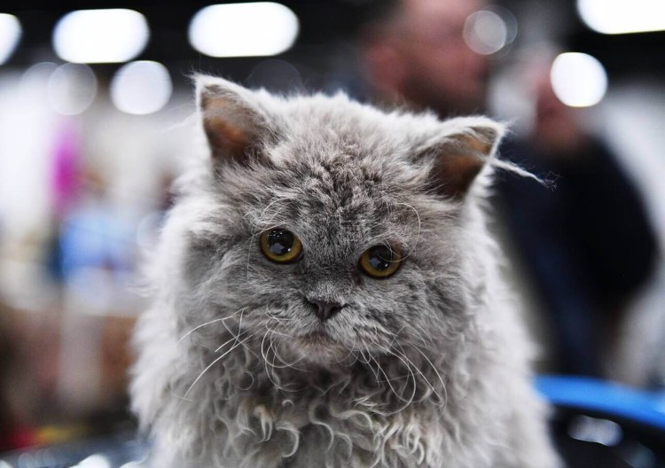 Декоративная Овечка кудрявая