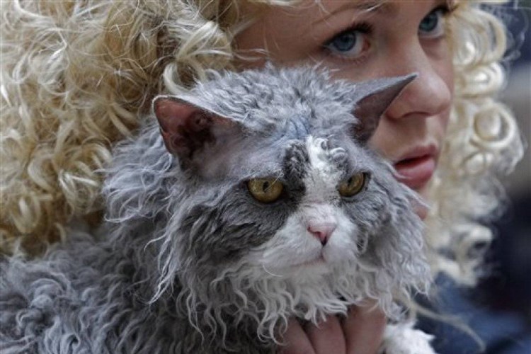 Селкирк рекс