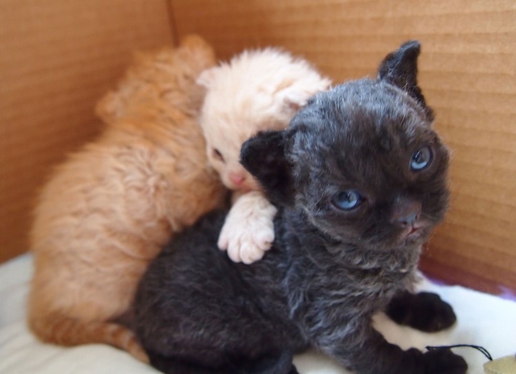 Милый кудрявый котенок