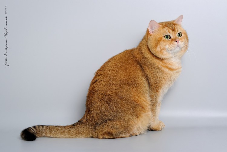 Британская короткошёрстная кошка Золотая шиншилла