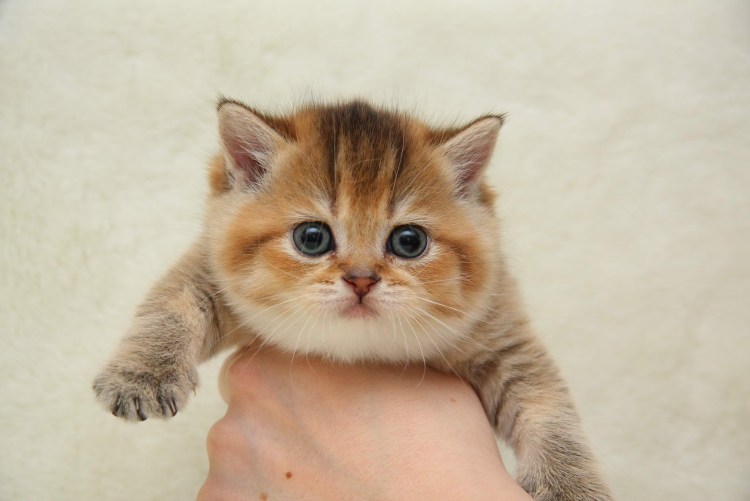 Британская прямоухая кошка рыжая