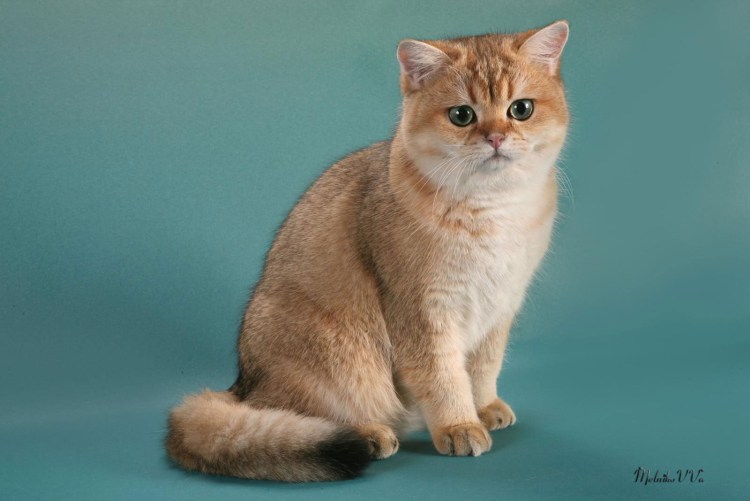Британская тикированная шиншилла