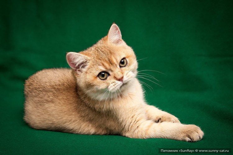 Британская шиншилла рыжий кот