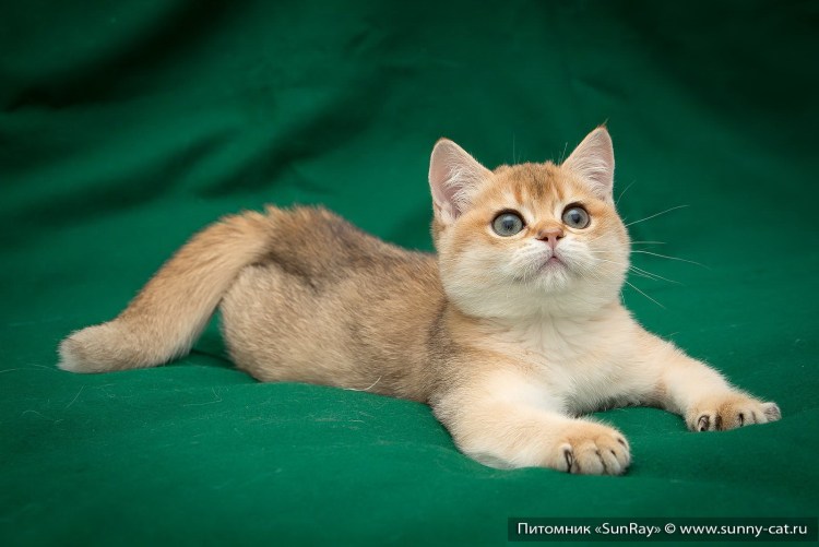 Манчкин Золотая шиншилла