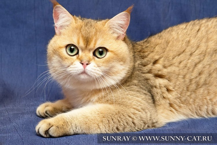 Золотая шиншилла ny11