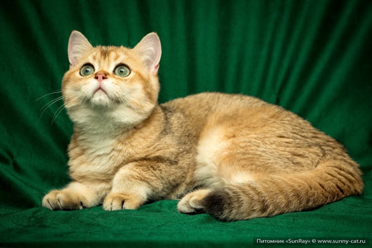 Британская Золотая затушеванная шиншилла