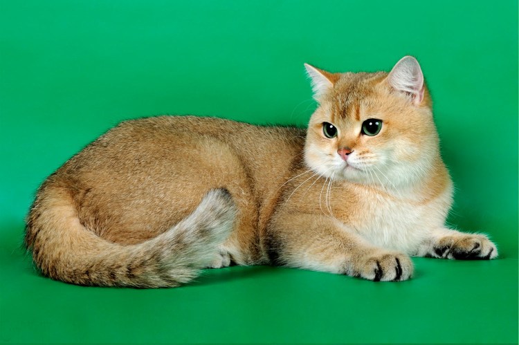 Британская шиншилла золотистая затушеванная