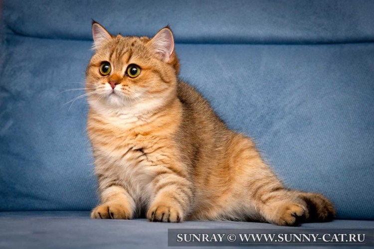 Британская Золотая шиншилла