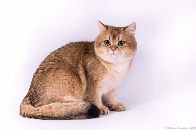 Британская кошка ny11
