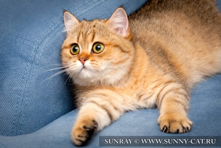 Манчкин Британская шиншилла