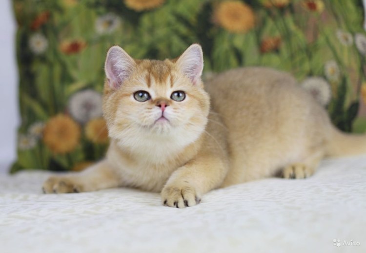 Британская короткошёрстная Золотая шиншилла