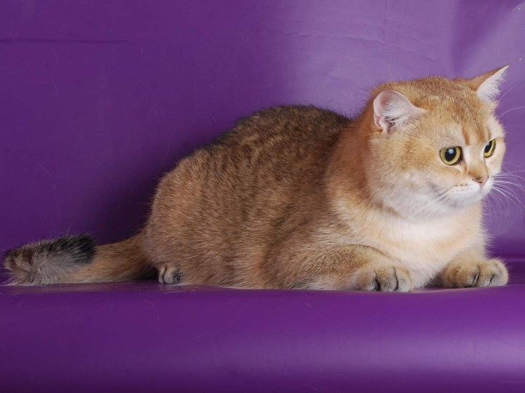 Британская шиншилла ny25