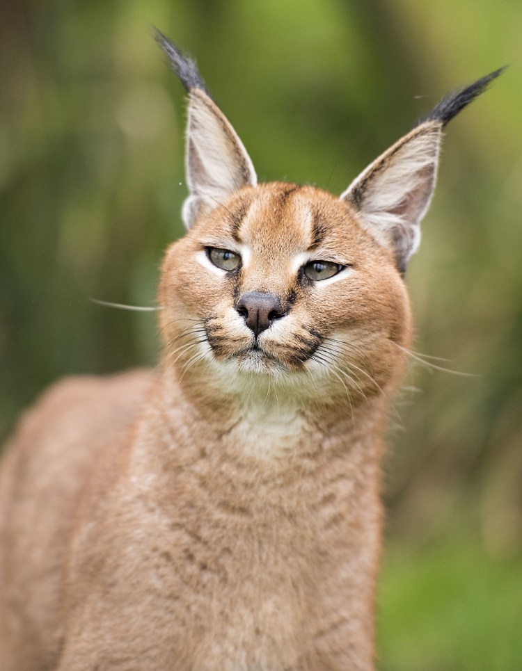 Каракал чаузи