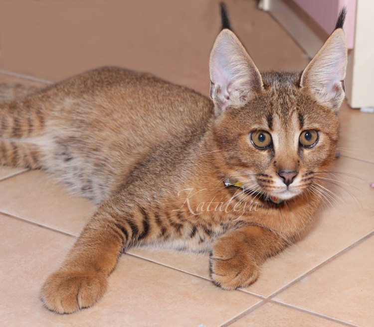 Каракет порода кошек