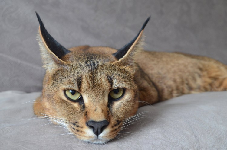 Каракал и каракет