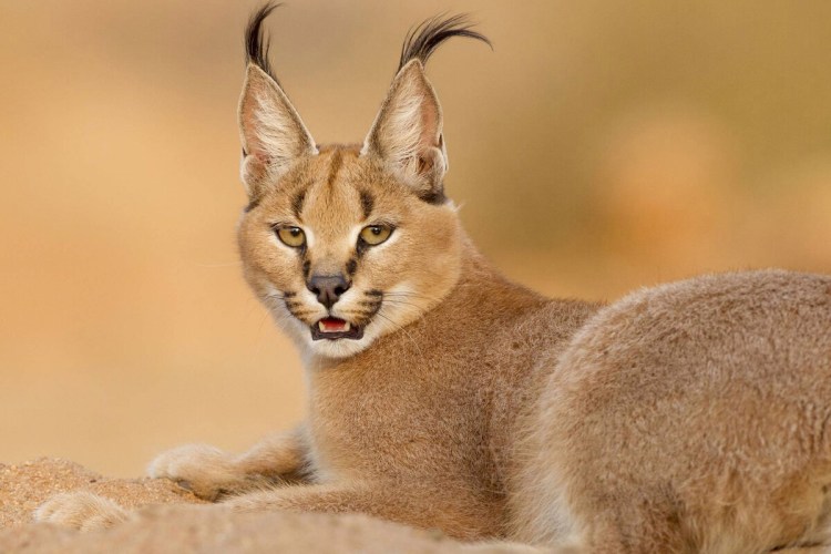 Каракал одомашненный