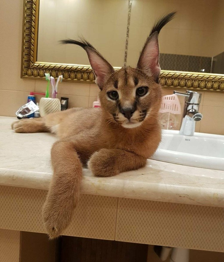 Степная Рысь каракал