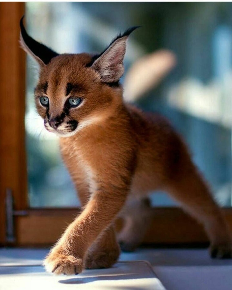 Каракал и каракет