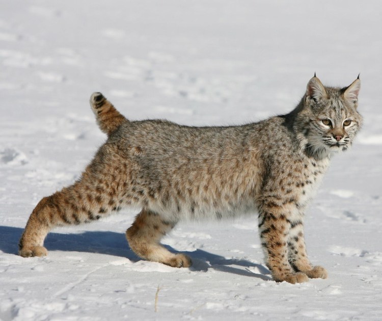 Каракал Нефертити