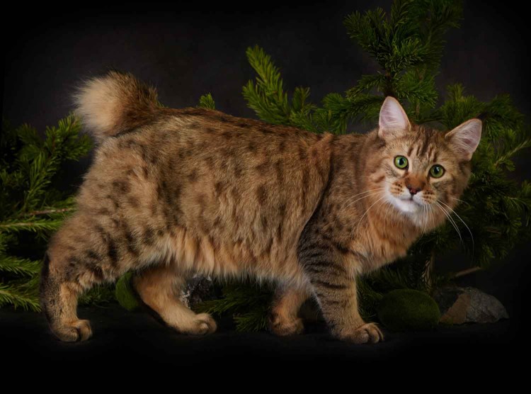 Порода пиксибоб