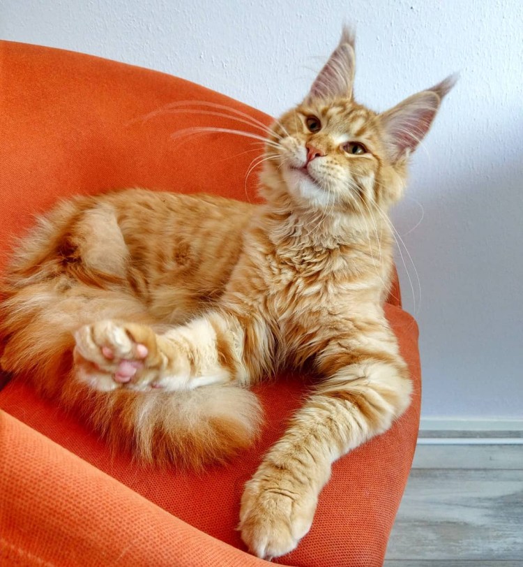 Мейн кун песочный