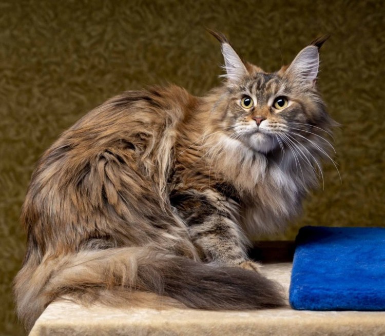 Лысый Мейн кун