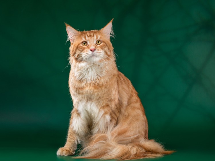 Лысые Мейн куны