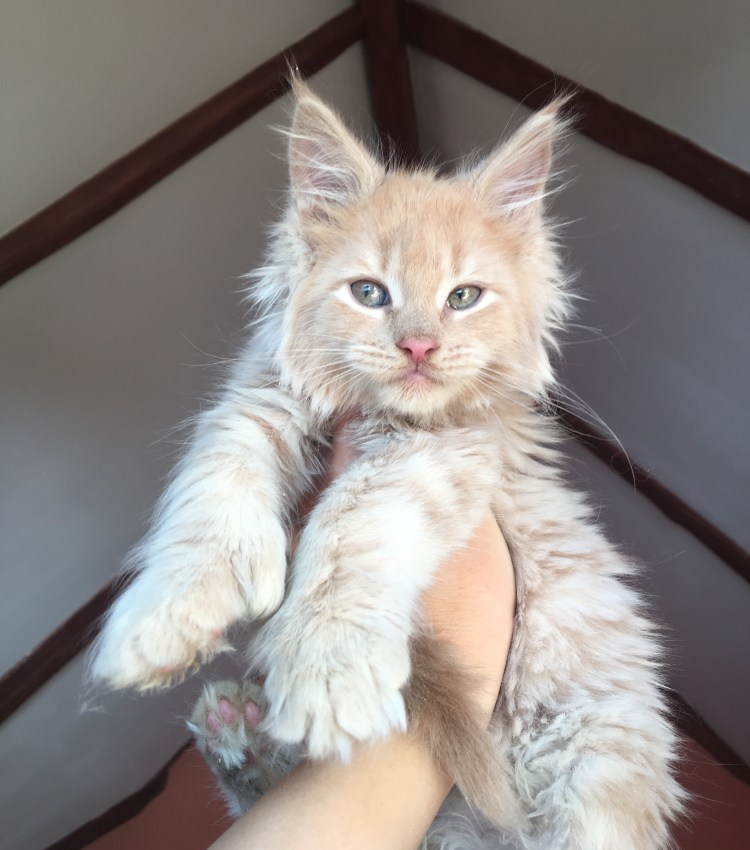 Мэйкун лысый