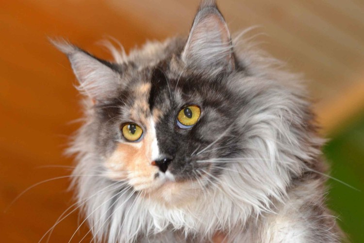 Стрижка Мейн куна