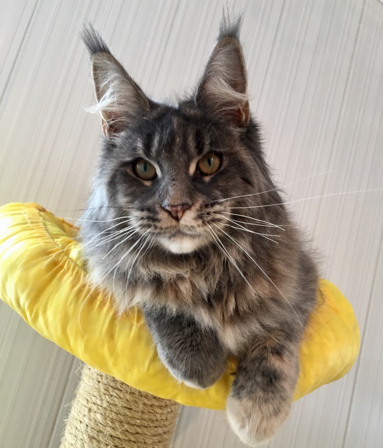 Мейн кун 4 месяца фото