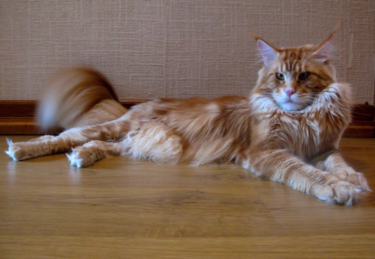 Рыжая кошка Мейн кун