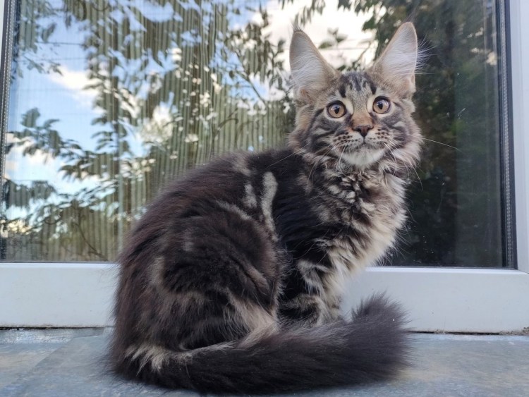 Грумминг Мейн кунов