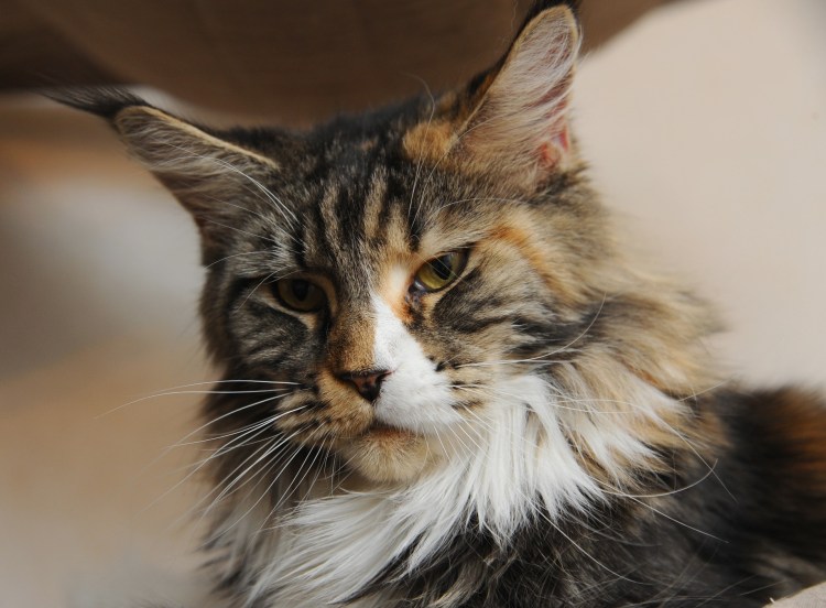 Мейн кун стрижка